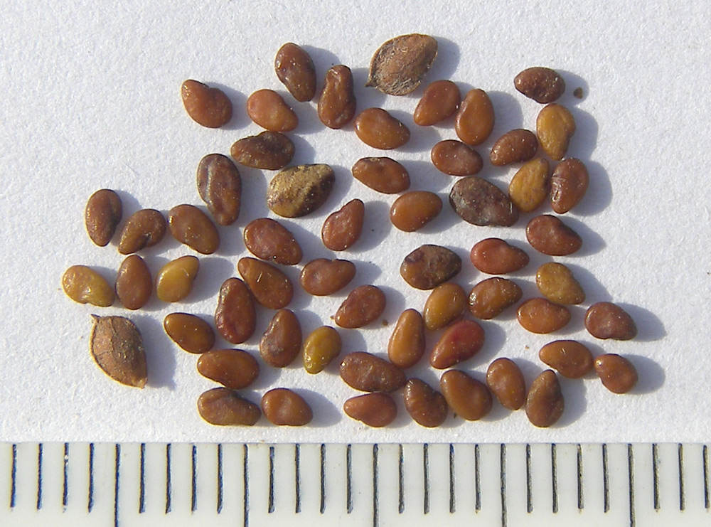 Image of Lespedeza inschanica specimen.