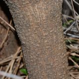 Sophora tomentosa