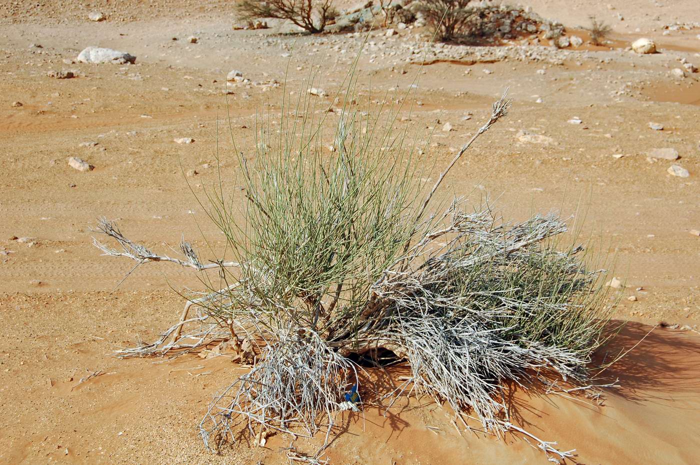 Image of Ephedra foliata specimen.