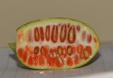 Coccinia grandis