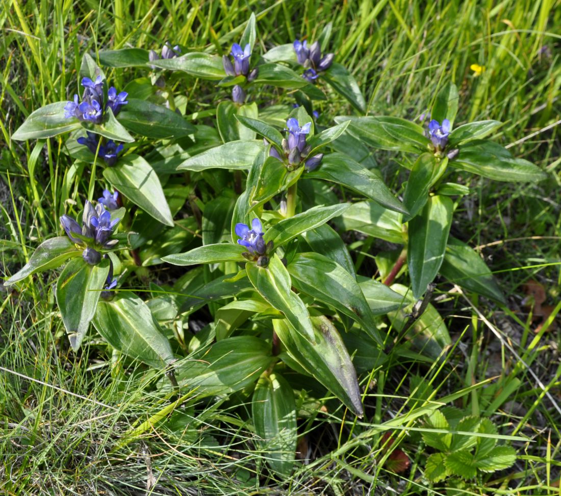 Image of Gentiana cruciata specimen.