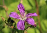 Geranium palustre