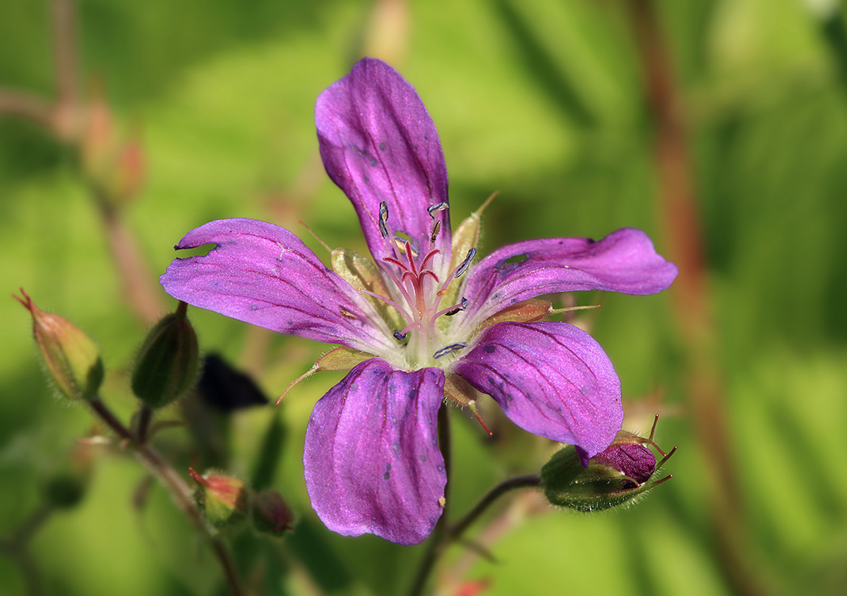 Изображение особи Geranium palustre.