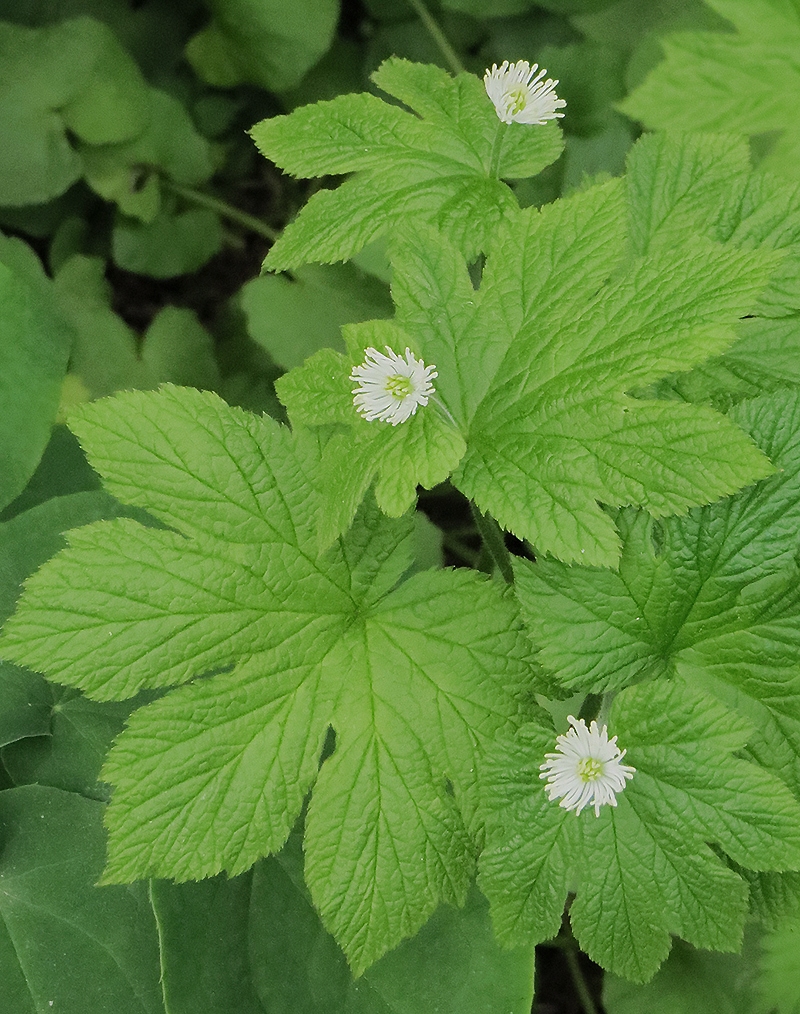 Изображение особи Hydrastis canadensis.