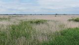 Phragmites australis. Сухие прошлогодние стебли и молодые побеги. Польша, Нарвянский национальный парк, пойма р. Нарев. 25.06.2009.