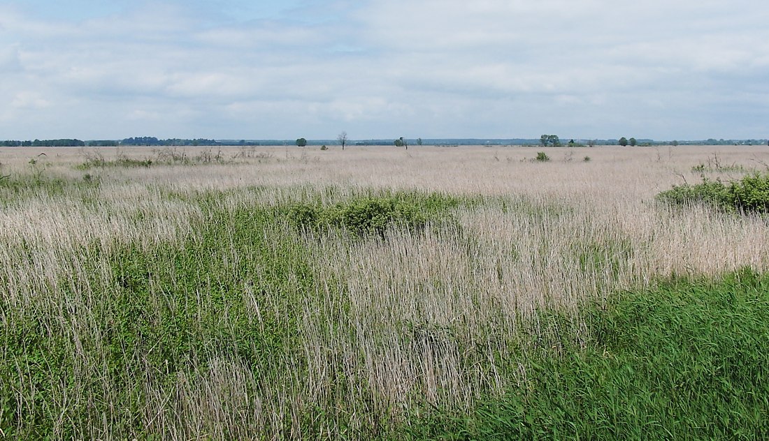 Изображение особи Phragmites australis.