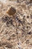 Cirsium serrulatum