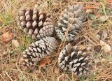 Pinus pinaster