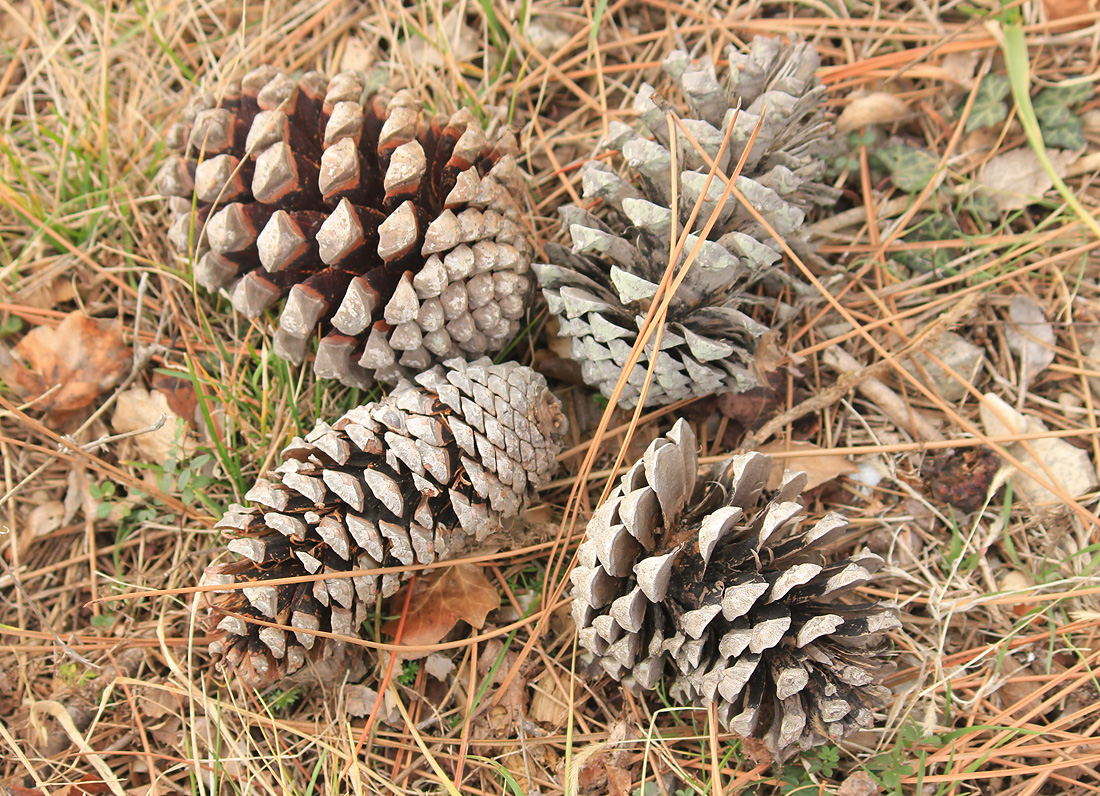 Изображение особи Pinus pinaster.