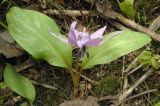 Erythronium japonicum