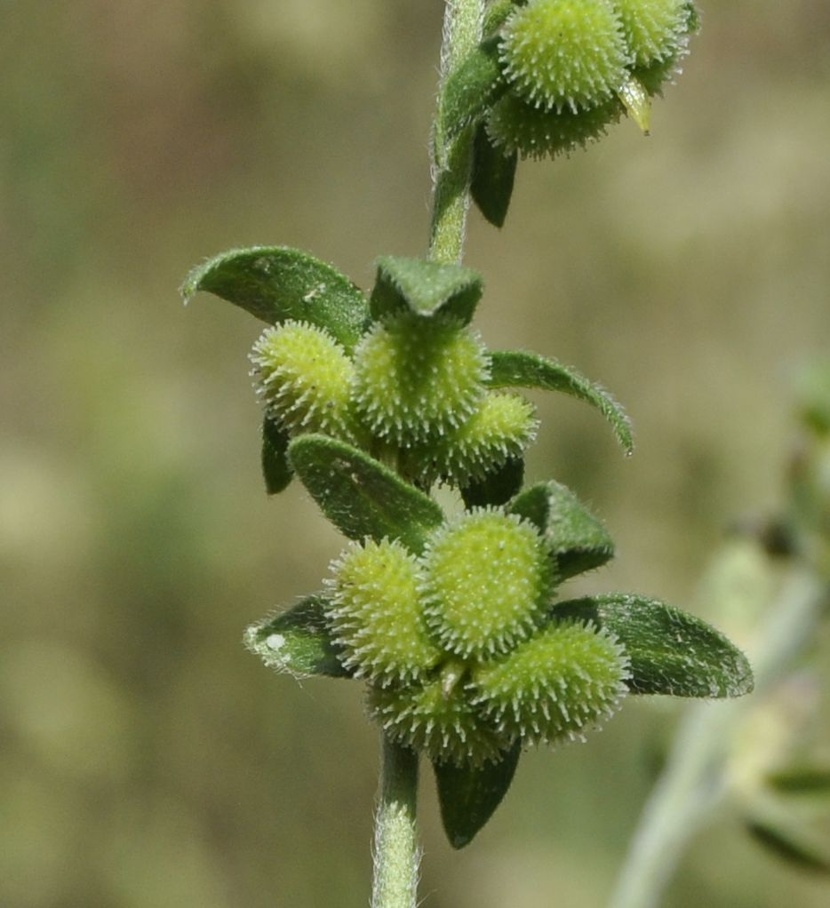 Image of Cynoglossum creticum specimen.