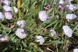 Convolvulus lineatus. Цветущие растения на ракушечном пляже. Крым, Арабатская стрелка, урочище Рожково. 30.05.2017.