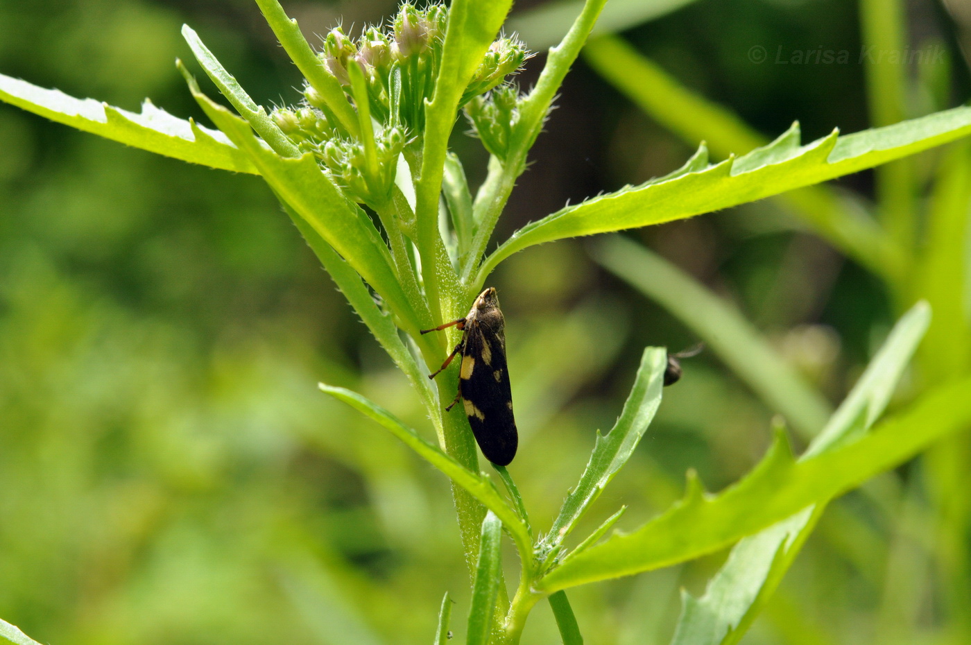 Image of Dontostemon dentatus specimen.