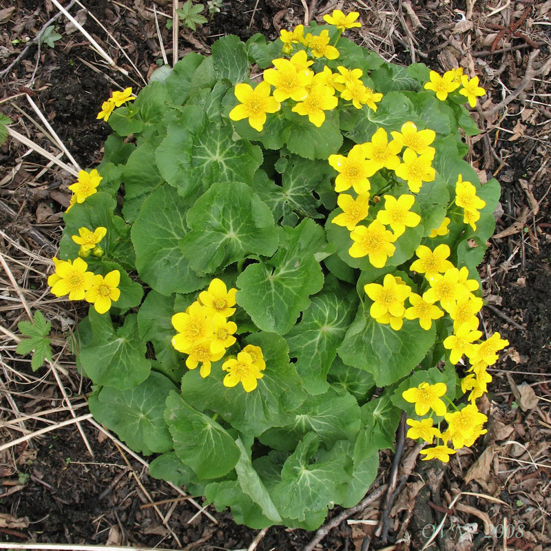 Image of Caltha silvestris specimen.