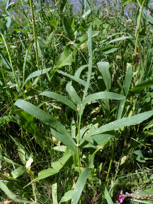 Изображение особи Falcaria vulgaris.