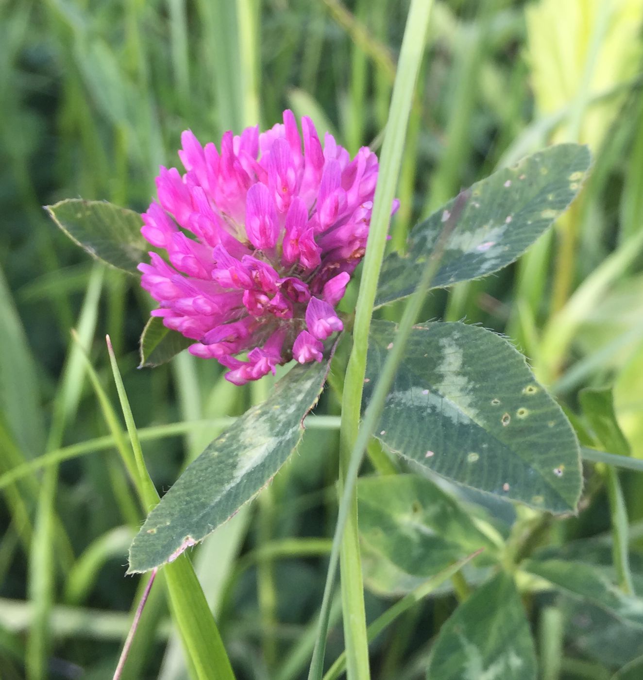 Изображение особи Trifolium pratense.