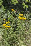 Inula aspera