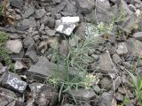 Vincetoxicum sibiricum
