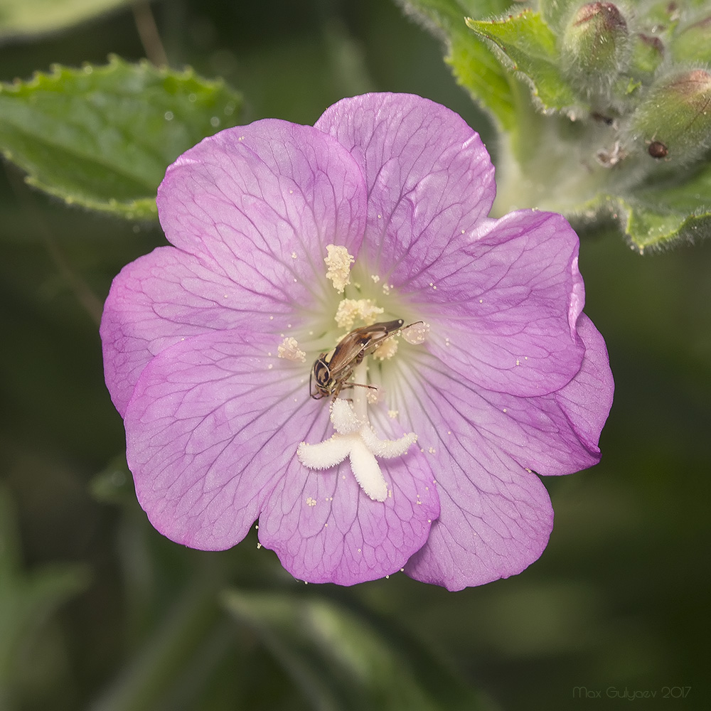 Изображение особи Epilobium villosum.