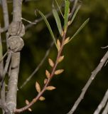 Image of taxon representative. Author is Татьяна Мальчинская