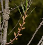 Hakea multilineata