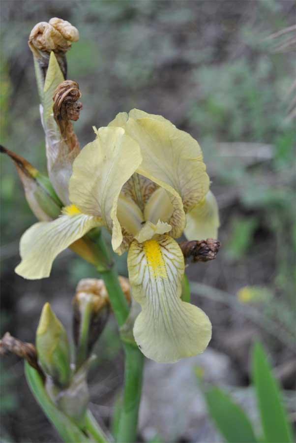 Изображение особи Iris imbricata.