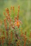 Ledum palustre. Ветвь с молодыми побегами и соплодием. Магаданская обл., Колымское нагорье, болотистая местность близ пос. Ягодное. 18.07.2009.