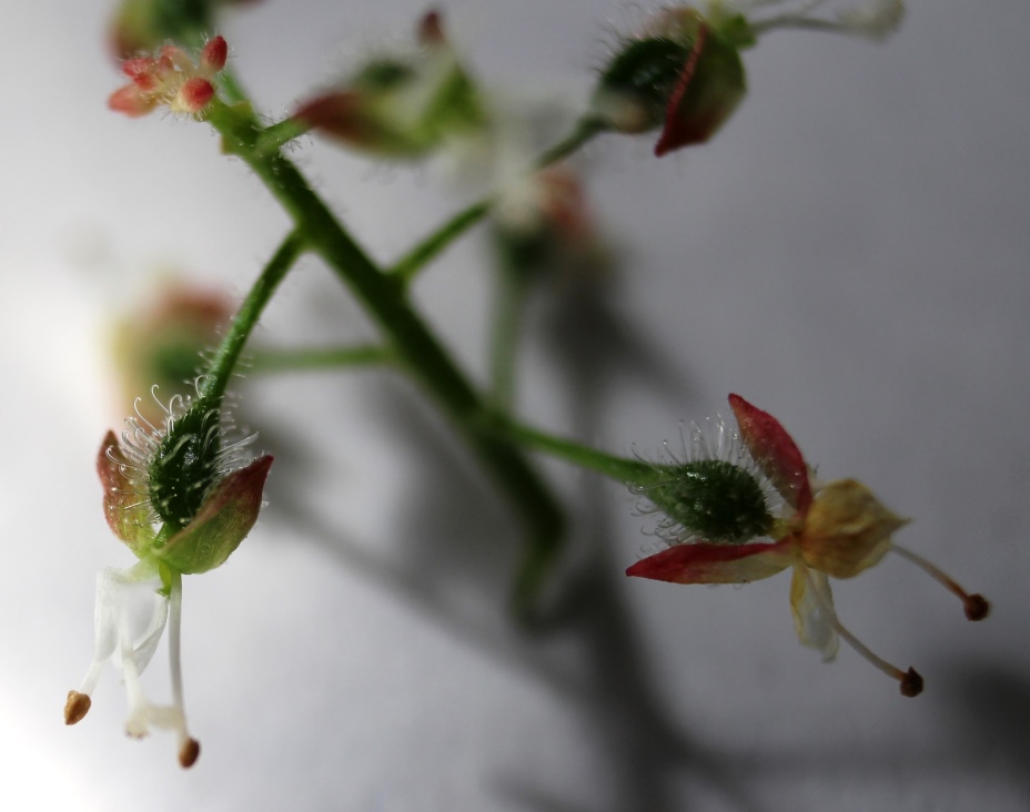 Image of Circaea lutetiana ssp. quadrisulcata specimen.