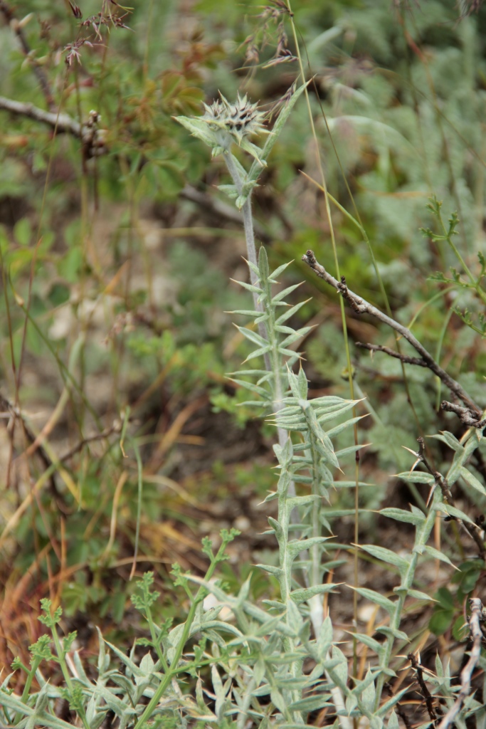Image of Cousinia bonvalotii specimen.