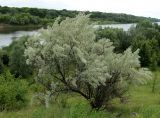 Elaeagnus angustifolia