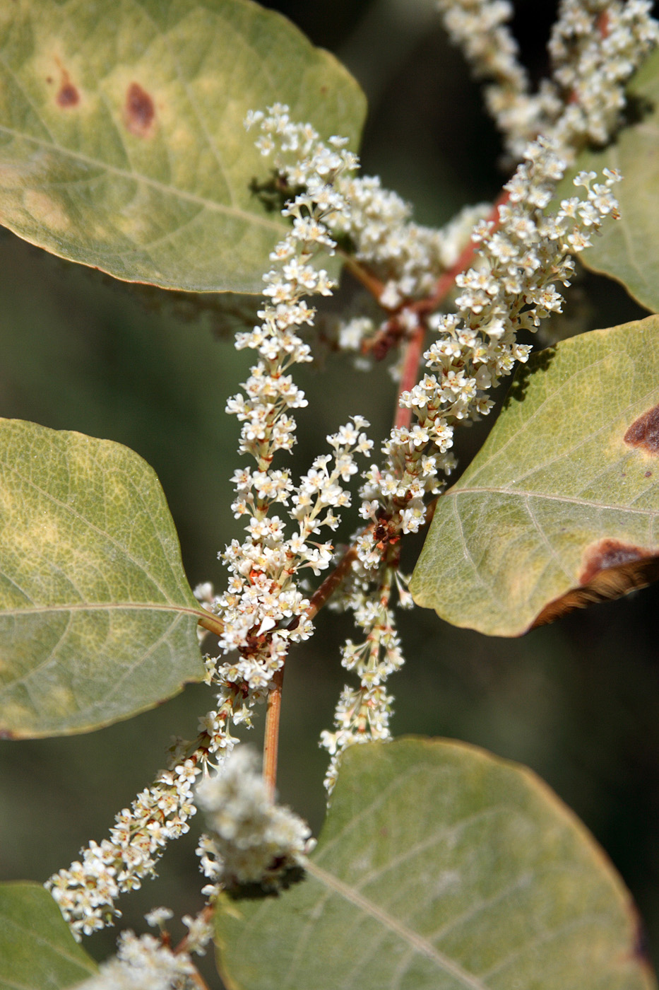 Изображение особи Reynoutria japonica.