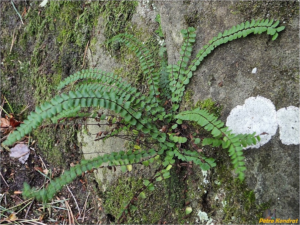 Image of Asplenium trichomanes specimen.