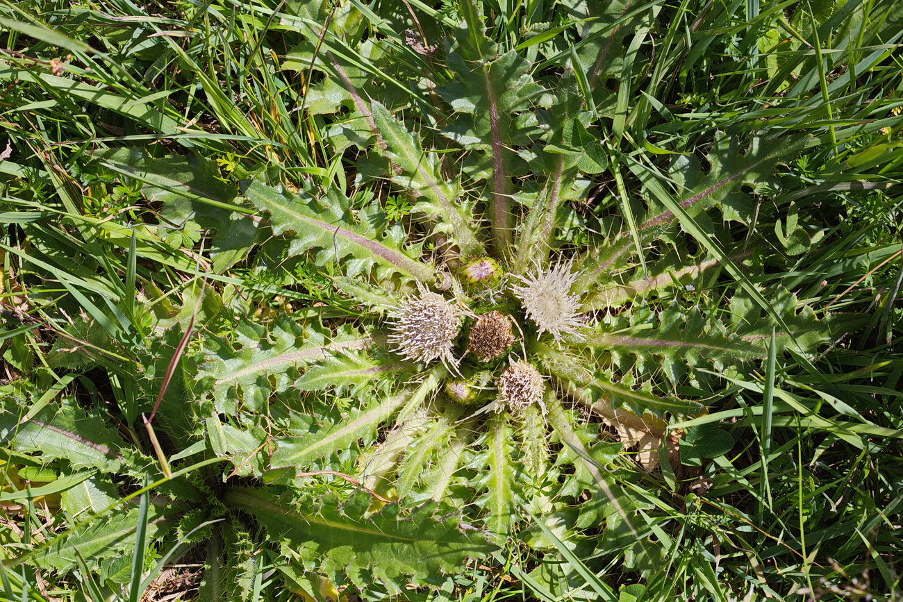 Изображение особи Cirsium esculentum.