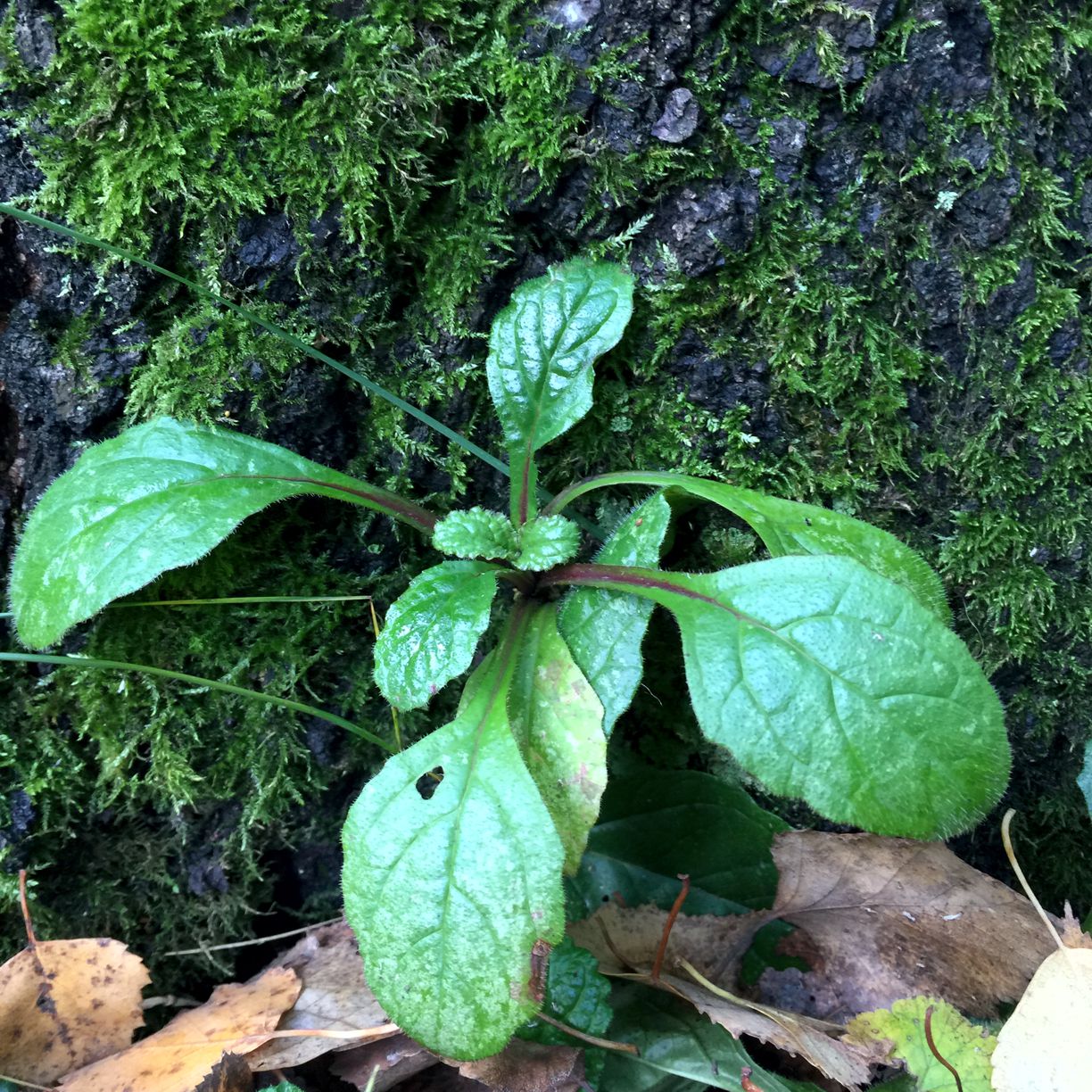 Изображение особи Ajuga reptans.