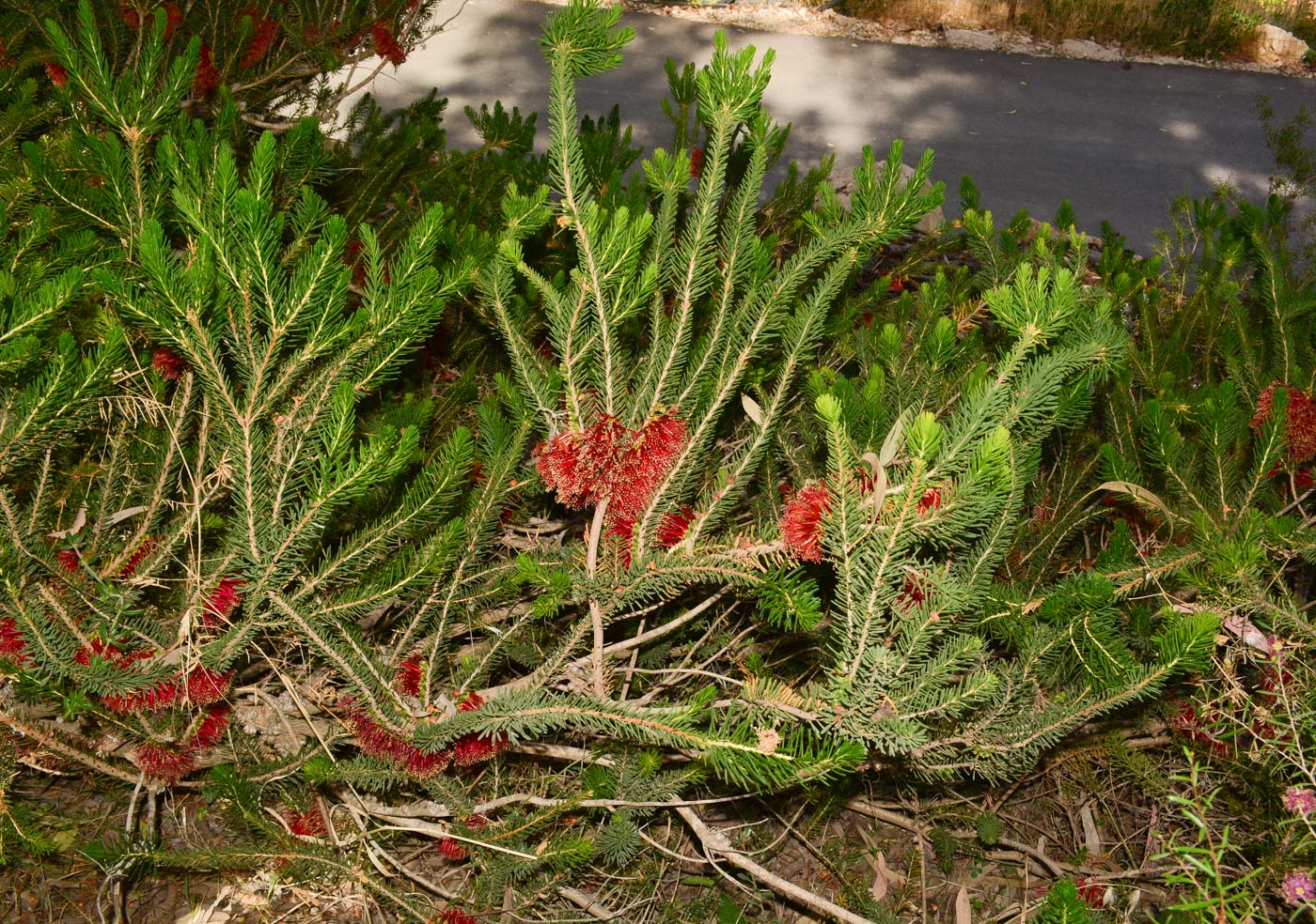 Image of Calothamnus quadrifidus specimen.