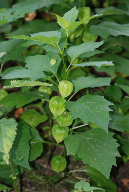 Image of Alkekengi officinarum specimen.