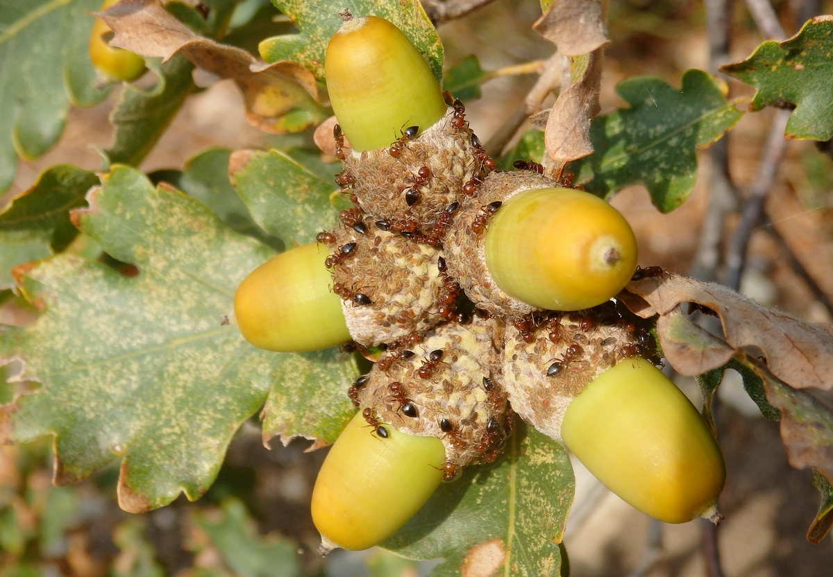 Изображение особи Quercus pubescens.