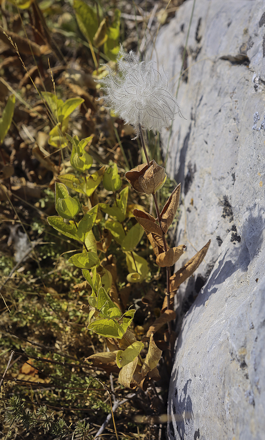 Image of Clematis integrifolia specimen.