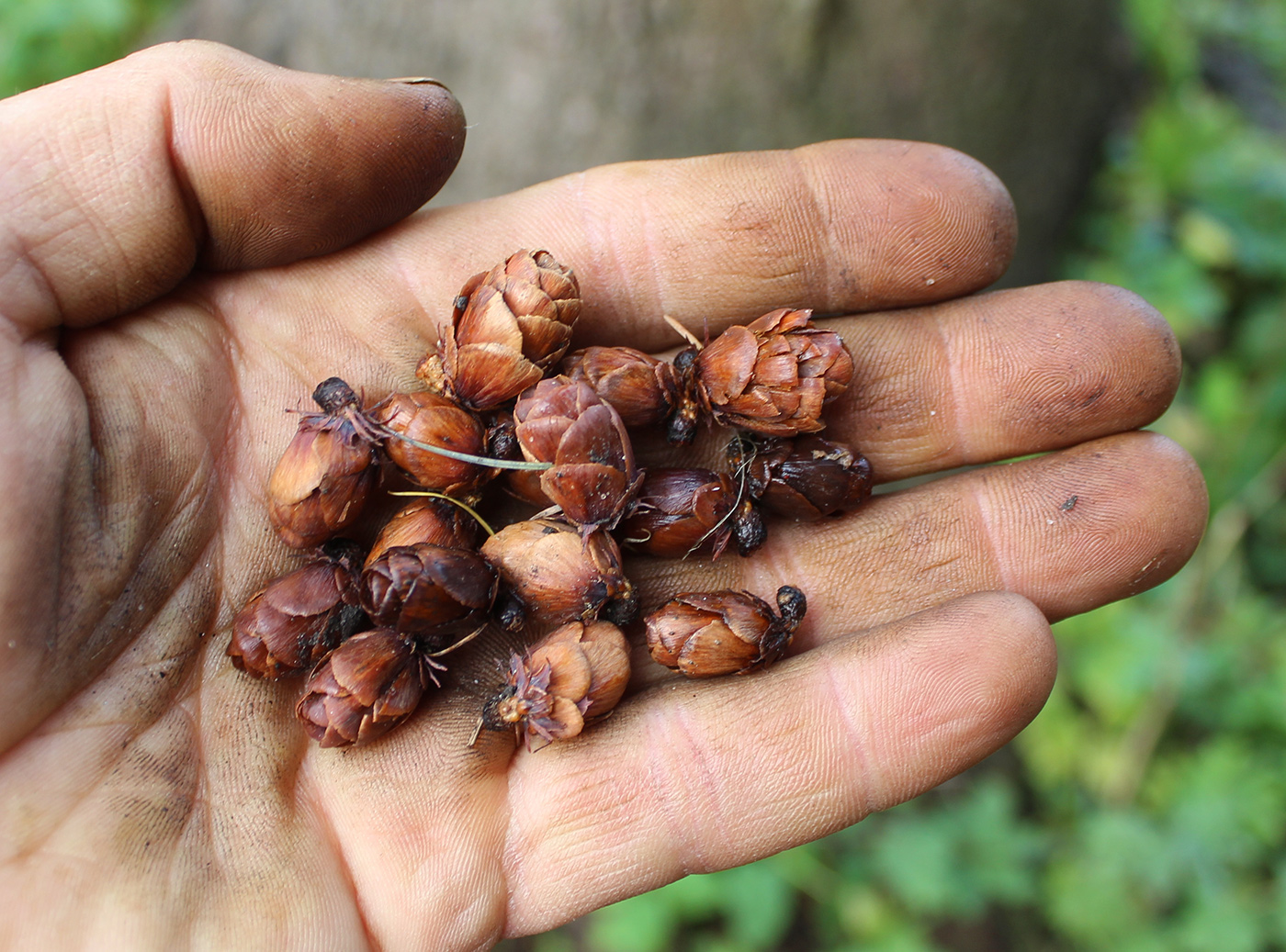 Изображение особи Larix laricina.