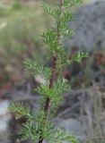 Artemisia chamaemelifolia. Средняя часть побега цветущего растения. Кабардино-Балкария, Эльбрусский р-н, окр. пос. Эльбрус, ок. 1800 м н.у.м., склон горы. 22.08.2017.