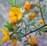 Pultenaea villosa. Часть ветви с цветками. Австралия, г. Брисбен, ботанический сад. 14.08.2016.