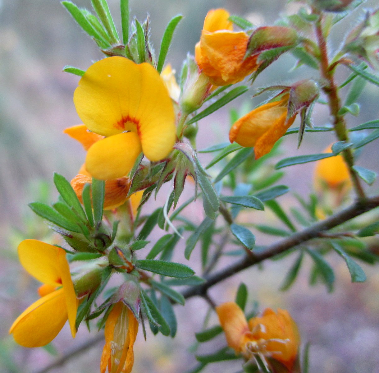 Изображение особи Pultenaea villosa.