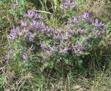 Astragalus suffruticosus