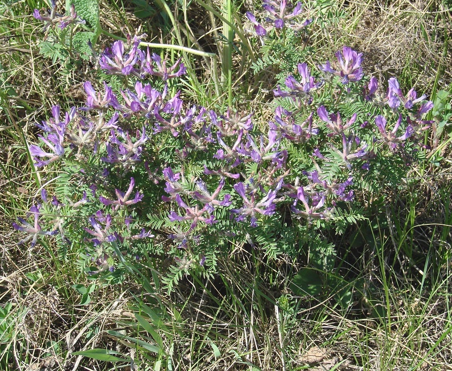 Image of Astragalus suffruticosus specimen.