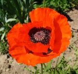 Papaver orientale