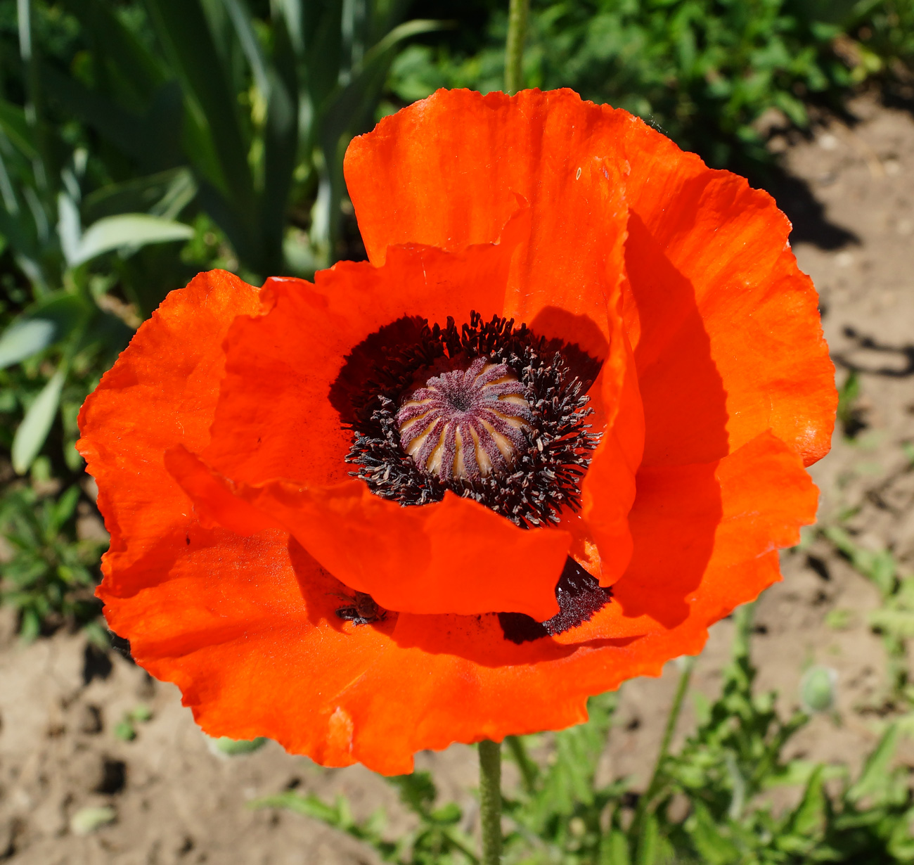 Изображение особи Papaver orientale.