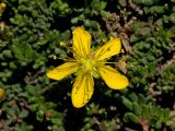 View gallery of subtaxa Image of specimen