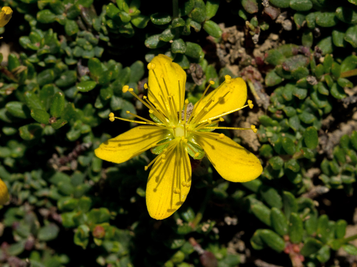 Image of Hypericum trichocaulon specimen.