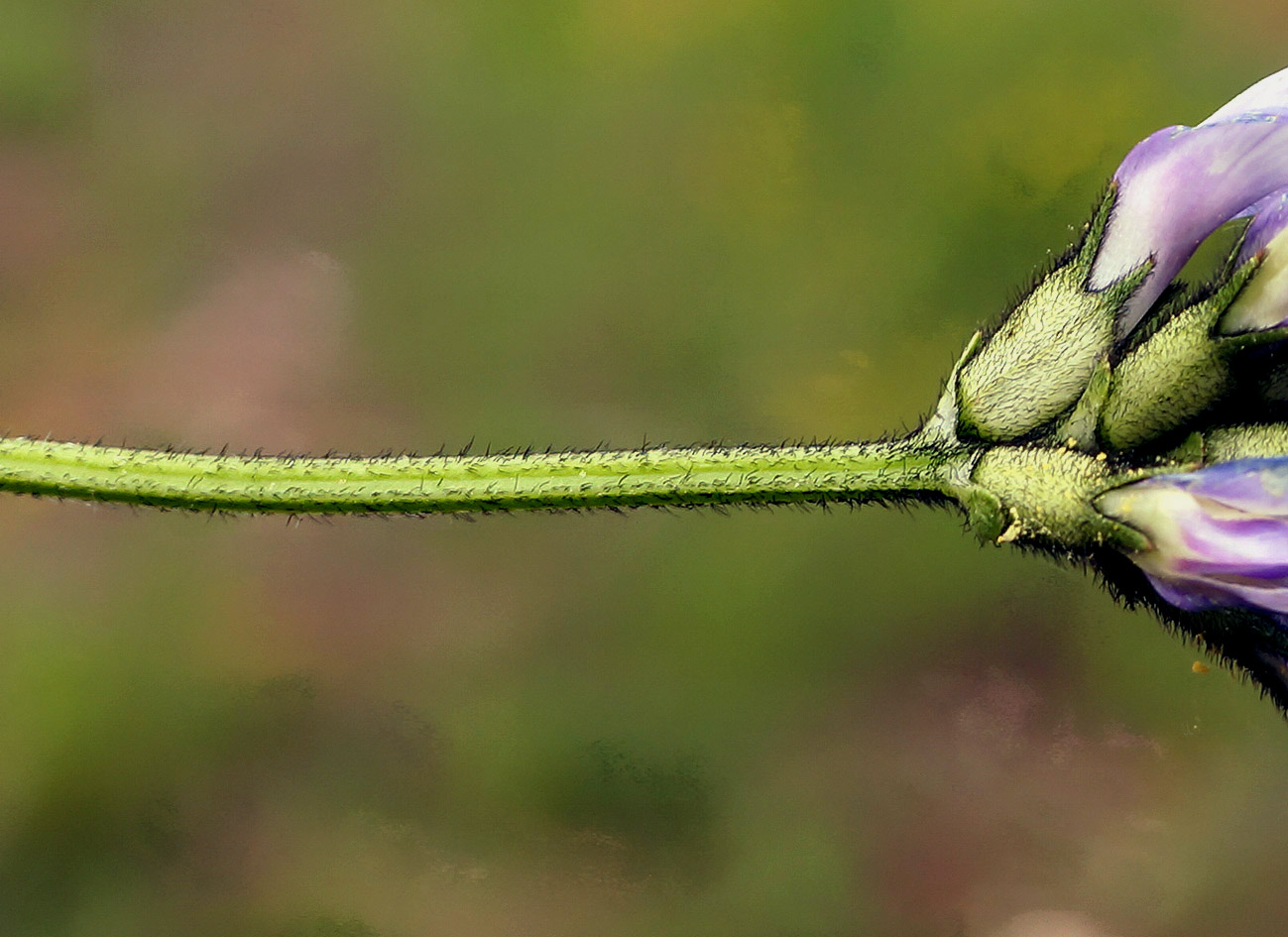 Image of Astragalus agrestis specimen.