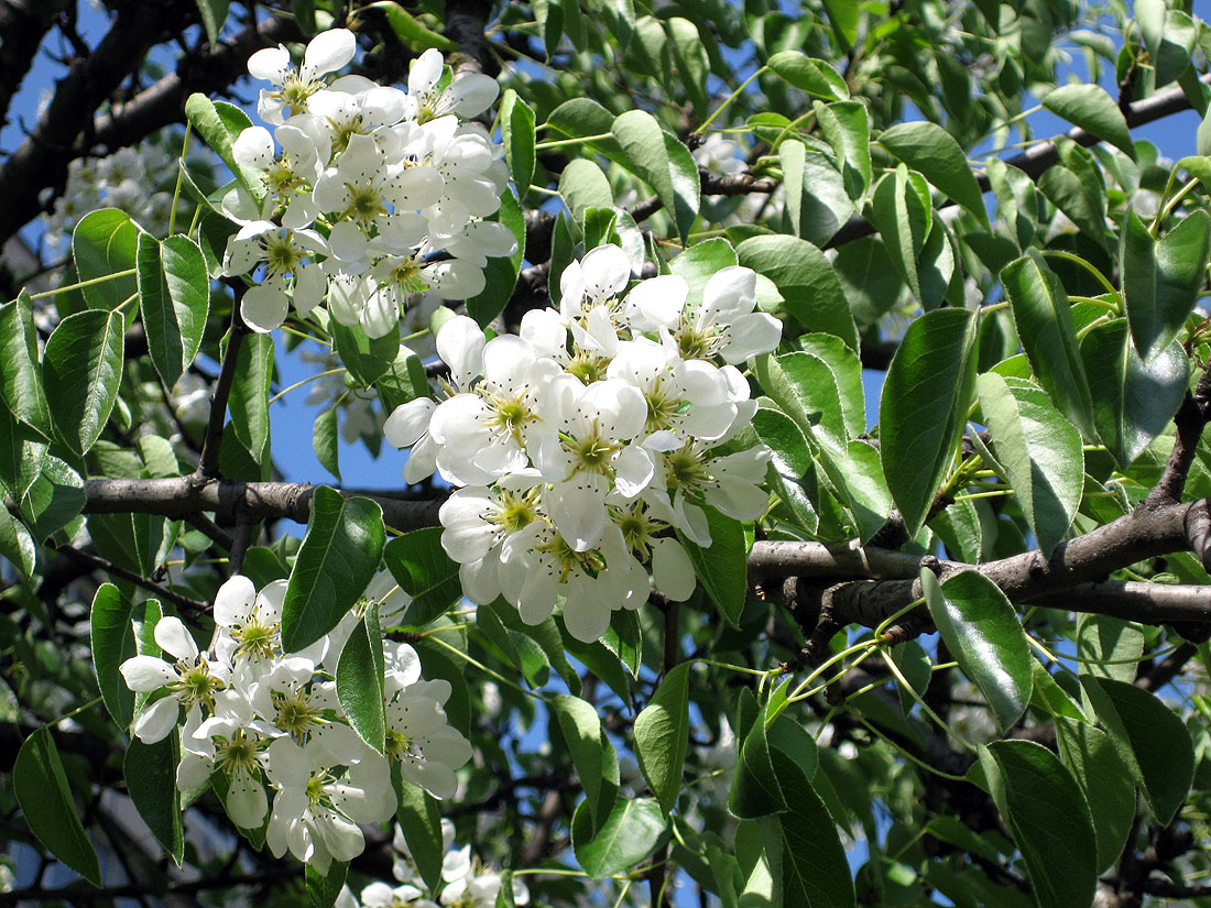 Изображение особи Pyrus communis.